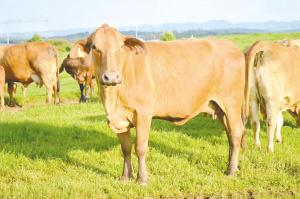 1559012066454250.jpg 2.jpg